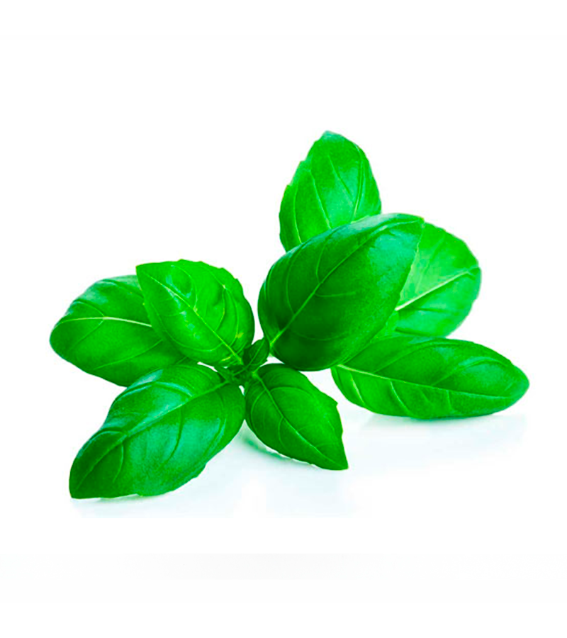 Albahaca